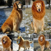 Peluca Disfraz de León, Sombrero Pelo Diverdido Cosplay Traje Para Perro Gato Cachorro Mascotas, Marrón