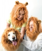 Disfraz de Melena del Rey León – Peluca de león con Cola para Perro Mediano a Grande – Disfraces Divertidos para Cosplay